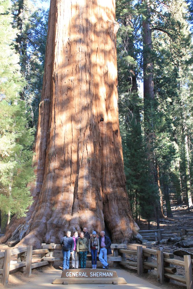 The biggest tree in the world: The General Sherman